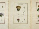 Aubriet - Set of 3 Copper Engravings - Botany, Flowering Plants -  Cornflower - Greater Burdock - Lappa