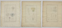 Aubriet - Set of 3 Copper Engravings - Botany, Flowering Plants -  Cornflower - Greater Burdock - Lappa