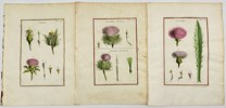 Aubriet - Set of 3 Copper Engravings - Wildflowers - Botany, Flowering Plants -  Cornflower