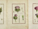 Aubriet - Set of 3 Copper Engravings - Wildflowers - Botany, Flowering Plants -  Cornflower