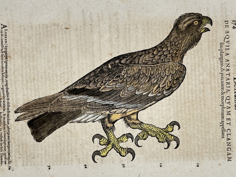 Conrad Gesner (1516-1565) - "Historiae Animalium" - Eagle, bird