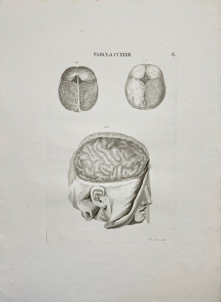 Antonio Caldani (1717–1808) & Floriano Caldani (1772–1836) – Anatomical Engraving – Human Brain – Tabula COXXXIL – Copperplate Engraving (1813)