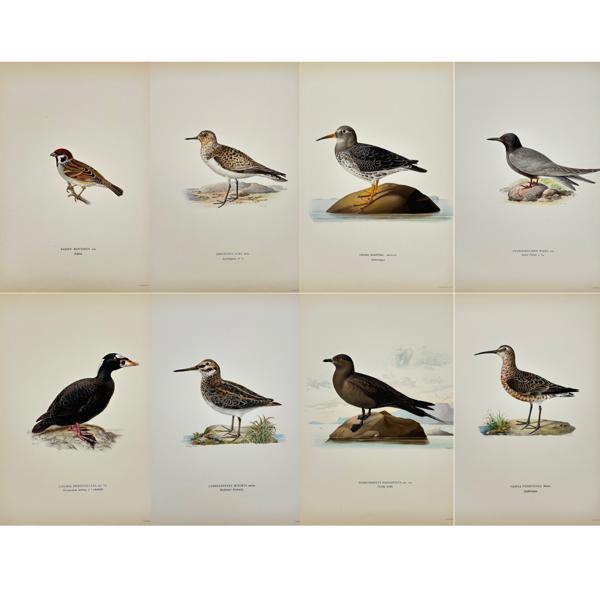 Magnus von Wright (1805 - 68) - Set of 8 Antique Bird Prints - Passer Montanus -Eurasian tree sparrow - Tringa Maritima - Purple