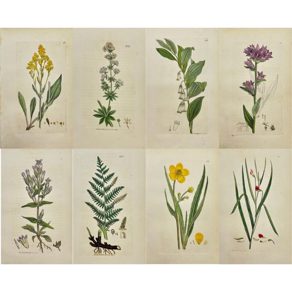 James Sowerby (1757 – 1822) - Set of 8 Antique Botanical Prints - Galium Mollugo - Common Bedstraw - Pteris Aquilina - Bracken