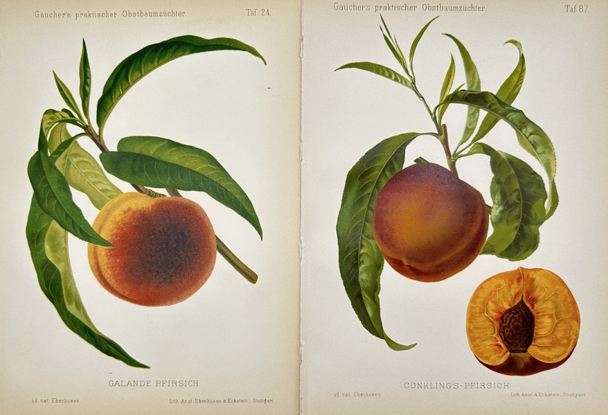 Nicolas Gaucher - Gauchers Pomologie - Set of 2 Peach Fruit Prints 