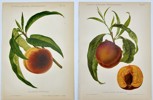 Nicolas Gaucher - Gauchers Pomologie - Set of 2 Peach Fruit Prints 