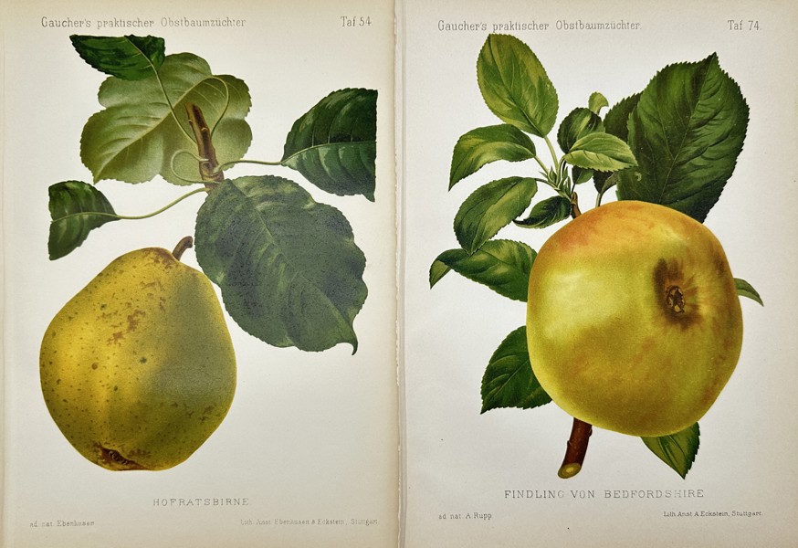 Nicolas Gaucher - Gauchers Pomologie - Set of 2 Pear Fruit Prints 