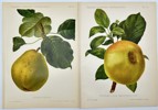 Nicolas Gaucher - Gauchers Pomologie - Set of 2 Pear Fruit Prints 