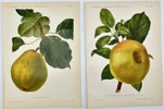Nicolas Gaucher - Gauchers Pomologie - Set of 2 Pear Fruit Prints 