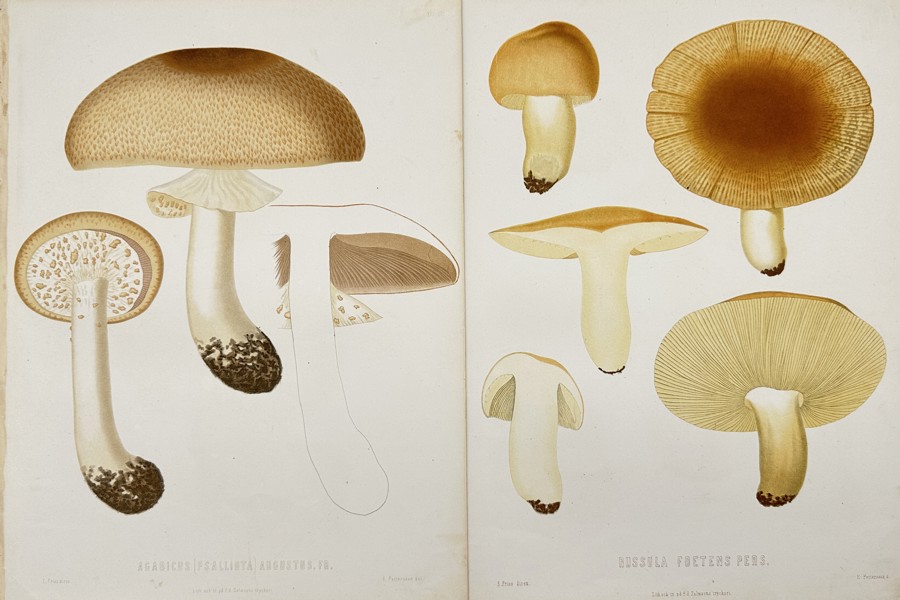 Elias Fries (1794-1878) - Set of 2 Prints, Mushrooms