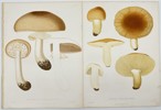Elias Fries (1794-1878) - Set of 2 Prints, Mushrooms