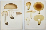 Elias Fries (1794-1878) - Set of 2 Prints, Mushrooms