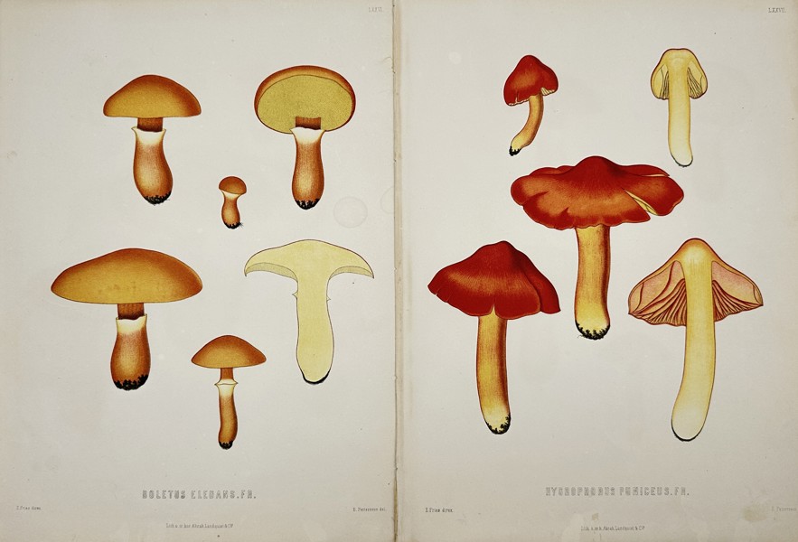 Elias Fries (1794-1878) - Set of 2 Prints, Mushrooms