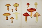 Elias Fries (1794-1878) - Set of 2 Prints, Mushrooms
