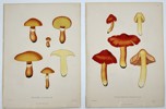Elias Fries (1794-1878) - Set of 2 Prints, Mushrooms