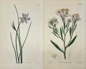 William Curtis (1746–1799), with illustrations by Sydenham Edwards (1768–1819) & John Lindley - Set of 2 Botanical Prints – Blue-Eyed Grass & Fleabane – Hand-Colored Engravings - 1812
