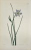 William Curtis (1746–1799), with illustrations by Sydenham Edwards (1768–1819) & John Lindley - Set of 2 Botanical Prints – Blue-Eyed Grass & Fleabane – Hand-Colored Engravings - 1812