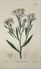 William Curtis (1746–1799), with illustrations by Sydenham Edwards (1768–1819) & John Lindley - Set of 2 Botanical Prints – Blue-Eyed Grass & Fleabane – Hand-Colored Engravings - 1812