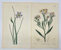 William Curtis (1746–1799), with illustrations by Sydenham Edwards (1768–1819) & John Lindley - Set of 2 Botanical Prints – Blue-Eyed Grass & Fleabane – Hand-Colored Engravings - 1812