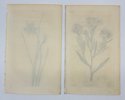 William Curtis (1746–1799), with illustrations by Sydenham Edwards (1768–1819) & John Lindley - Set of 2 Botanical Prints – Blue-Eyed Grass & Fleabane – Hand-Colored Engravings - 1812