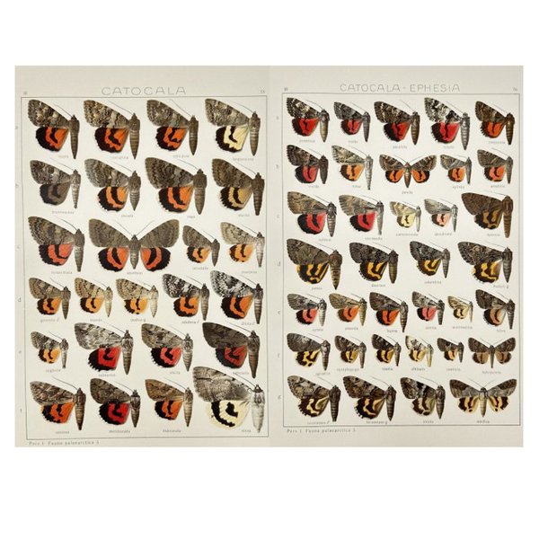 Adalbert Seitz (1860–1938) - Set of 2 Antique Butterfly Prints - Palaearctica - Catocala - Erebidae Print - Palaearctica
