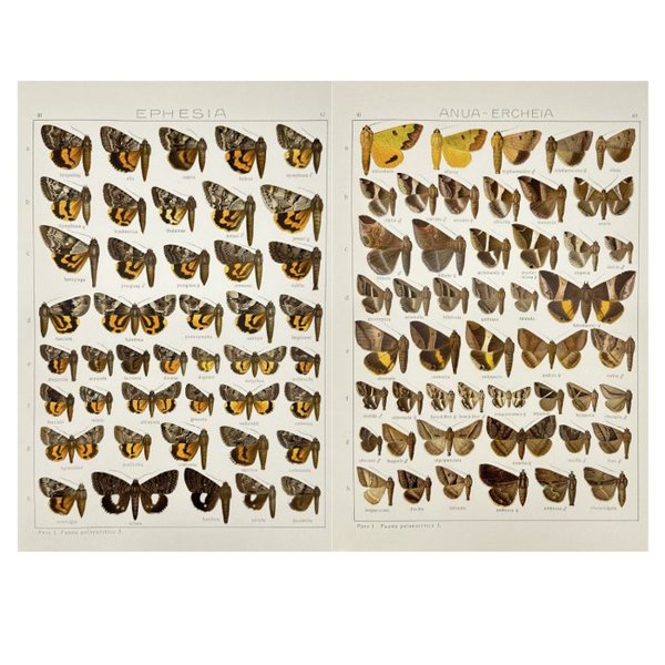 Adalbert Seitz (1860–1938) - Set of 2 Antique Butterfly Prints - Palaearctica - Ephesia - Noctuidae Butterfly - Lepidoptera