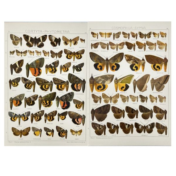Adalbert Seitz (1860–1938) - Set of 2 Antique Butterfly Prints - Lepidoptera - Cortya phytometra - Crambidae - Cosmophila sypna