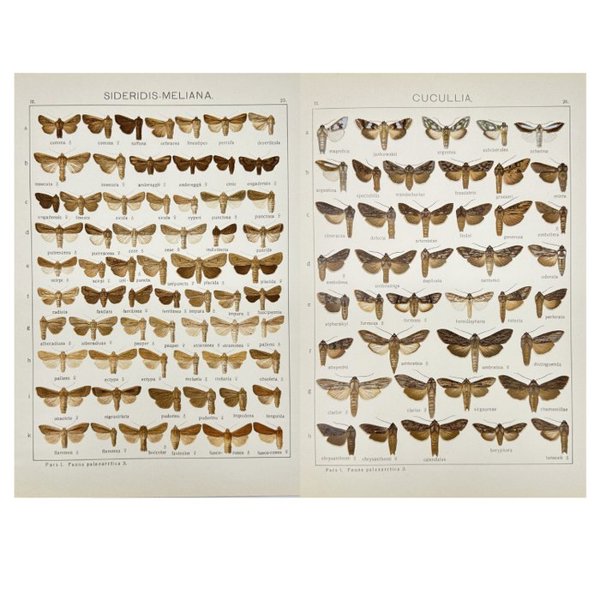 Adalbert Seitz (1860–1938) - Set of 2 Antique Butterfly Prints - Entomology - Sideritis meliana - Noctuidae Print - Cucullia
