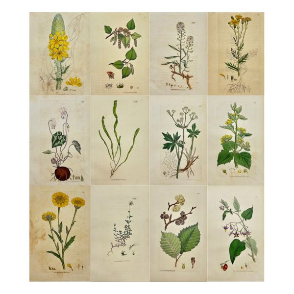 James Sowerby (1757 – 1822) - Set of 12 Antique Botanical Prints - Arenaria Ciliata - Fringed Sandwort - Ulva Compressa
