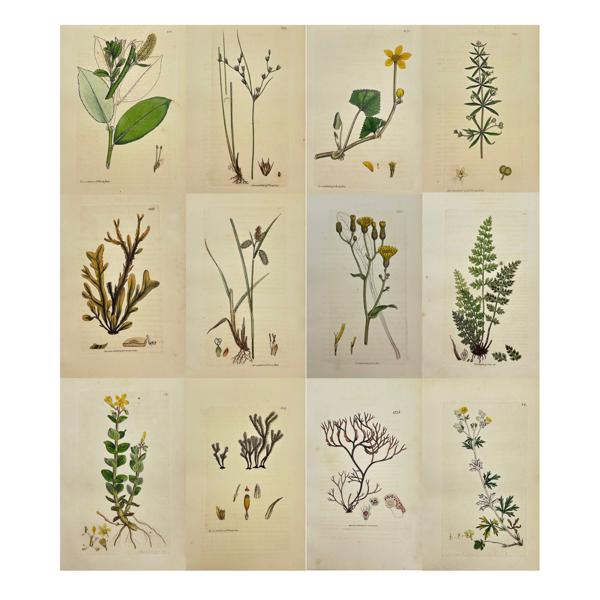 James Sowerby (1757 – 1822) - Set of 12 Antique Botanical Prints - Fucus Membranaceus - Membranous Fucus - Fucus Rotundus