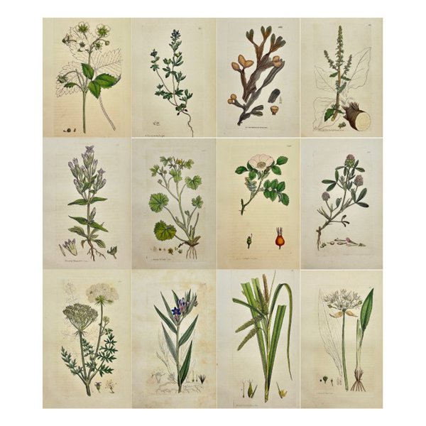 James Sowerby (1757 – 1822) - Set of 12 Antique Botanical Prints - Veronica Triphyllos - Three-leaved Speed - Fucus Spiralis