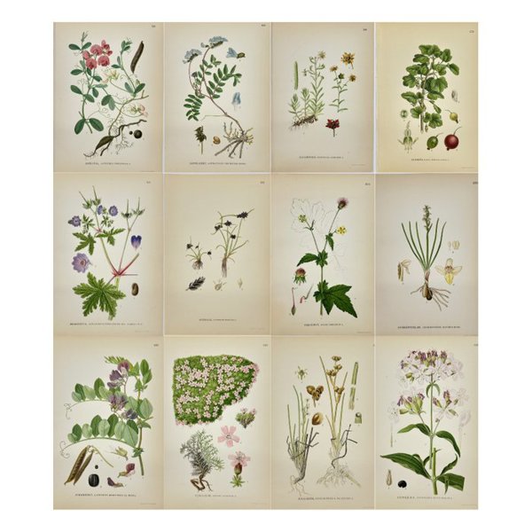Carl Lindman (1856-1928) - Set of 12 Original Botanical Prints - Chamaeorchis alpina - Alpine Twayblade - Geum urbanum