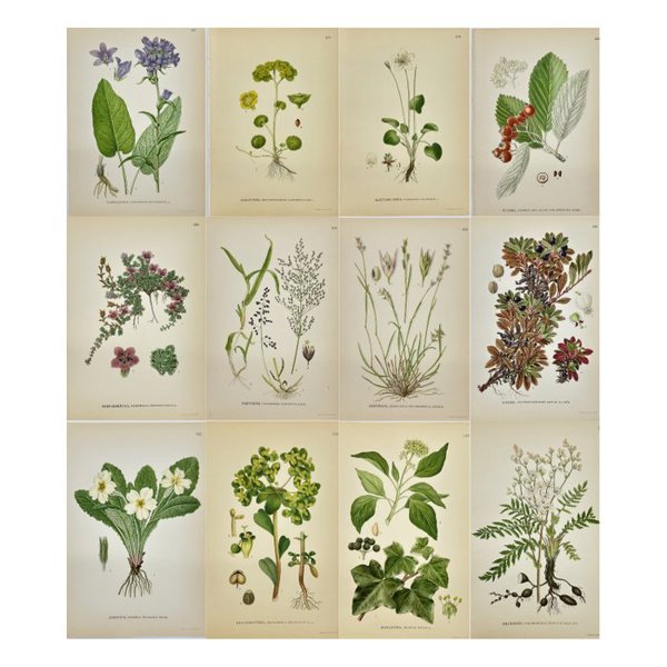 Carl Lindman (1856-1928) - Set of 12 Original Botanical Prints - Filipendula hexapetala - Six-petaled meadow - Chrysosplenium