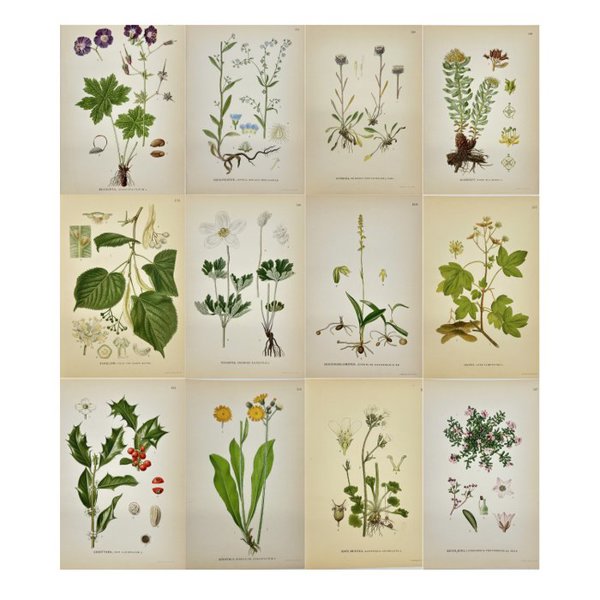 Carl Lindman (1856-1928) - Set of 12 Original Botanical Prints - Herminium monorchis - Honey Orchid - Saxifraga granulata