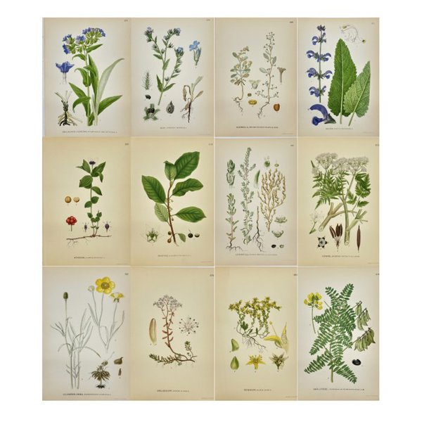 Carl Lindman (1856-1928) - Set of 12 Original Botanical Prints - Sedum album - White stonecrop - Sedum acre - Yellow stonecrop