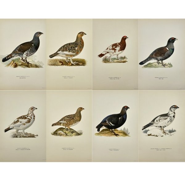 Magnus von Wright (1805 - 1868) - Set of 8 Antique Prints - Tetrao urogallus - Western Capercaillie - Black Grouse - Lyrurus tetrix