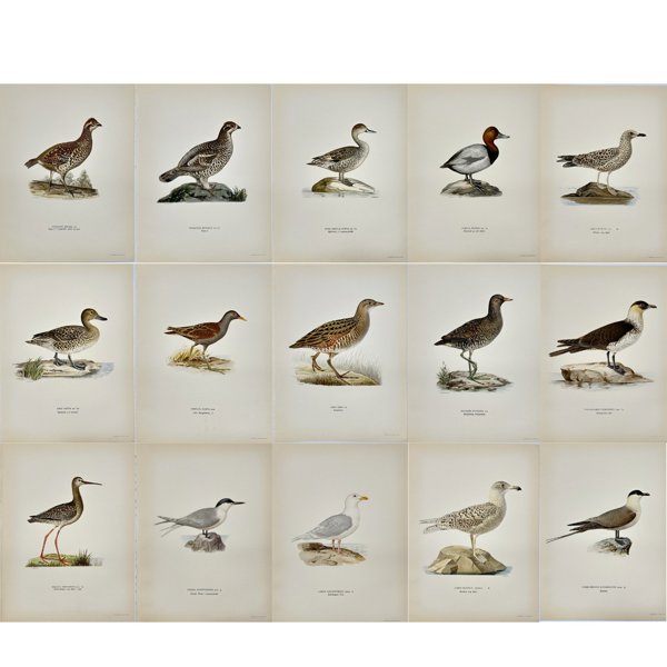 Magnus von Wright (1805 - 1868) - Set of 15 Antique Prints - Totanus erythropus - Spotted Redshank - Larus fuscus - Lesser Black-backed Gull - Larus glaucus - Glaucous Gull