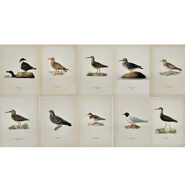 Magnus von Wright (1805 - 1868) - Set of 10 Antique Prints - Cinclus cinclus - European Dipper - Lobipes lobatus - Pectoral Sandpiper - Tringa canutus – Knots