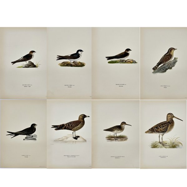 Magnus von Wright (1805 - 1868) - Set of 8 Antique Prints - Hirundo urbica - House Martin - Riparia riparia - Bank Swallow - Iynx torquilla - Wryneck	