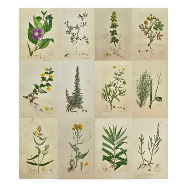 James Sowerby (1757 – 1822) - Set of 12 Antique Botanical Prints - Vicia Lathyroides - Lathyrus Vetch - Conferva Fluviatilis