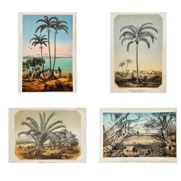 Charles Lemaire - Set of 4 Antique Prints - Syagrus of the Palm Family - Syagrus - Roystonea or Royal Palm