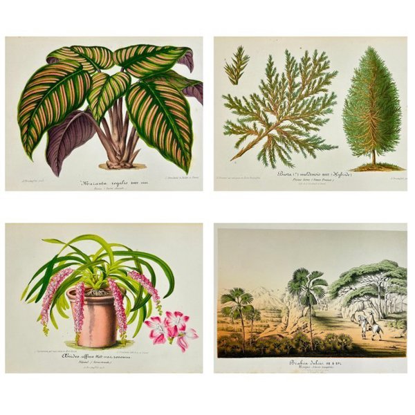 Charles Lemaire - Set of 4 Antique Prints - Coniferous Plant Thuja - Biota Meldensis - Maranta Leaf Bush