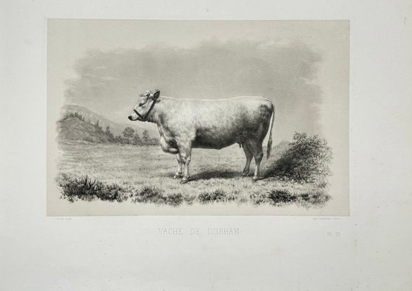 Émile Baudement (1819–1886) - Rare Heliogravure - Vache de Durham - Durham Cow - 1862