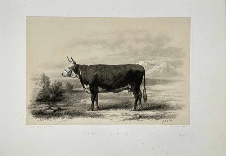 Émile Baudement (1819–1886) - Heliogravure print finished with engraving and lithography - Vache de Hereford - Hereford Cow - 1862