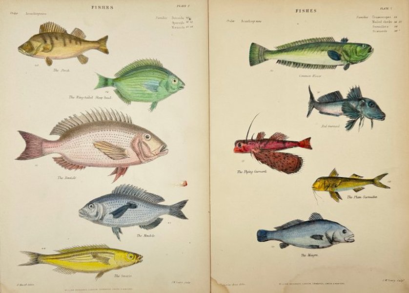 F. Havell (illustrator), J.W. Lowry (engraver), William Mackenzie (publisher) - Set of 2 Plates - Hand-Colored Engravings - Fishes – The Perch, Snap-head, Smaris, Flying Gurnard