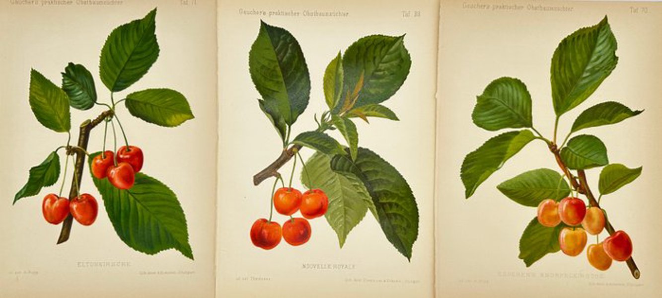 Nicolas Gaucher (1846–1911) - Set of 3 Botanical Prints – Cherry Varieties from Gaucher’s praktischer Obstbaumzüchter – 1894