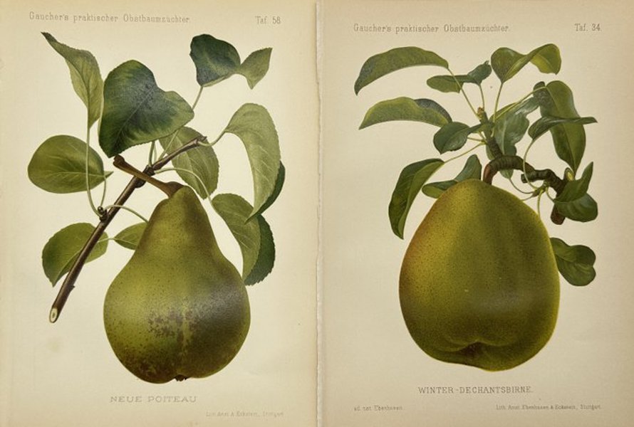 Nicolas Gaucher - Set of 2 Fruit Prints - Neue Poiteau - Winter-Dechantsbirne - 1894