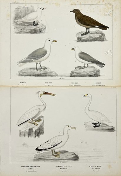 Peter Akerlund - Set of 2 Lithographs - Larus eburneus – Ivory Gull - Larus glaucus – Glaucous Gull - Lestris