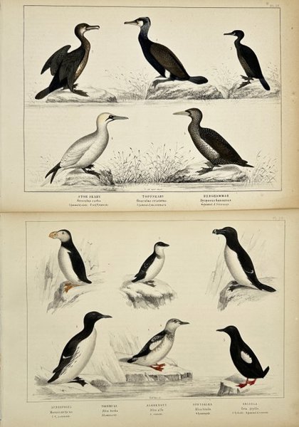 Peter Akerlund - Set of 2 Lithographs - Graculus carbo – Great Cormorant - Graculus cristatus – European Shag