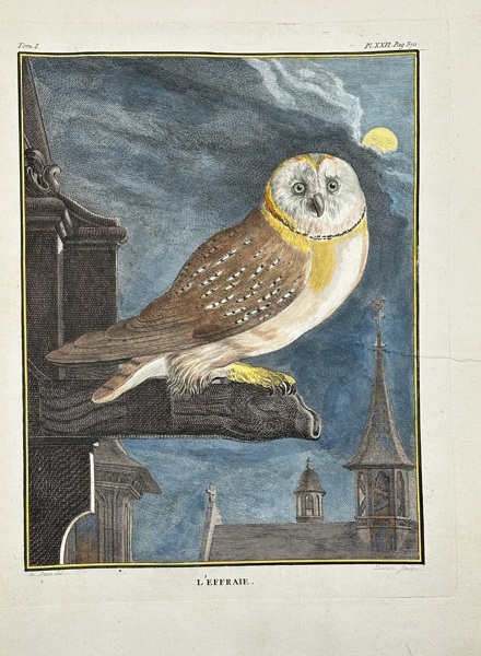 Jacques Eustache de Sève (1742–1788) – L’Effraie (Barn Owl) – Hand-Coloured Copperplate Engraving (1766)